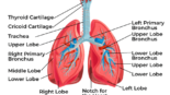 Lungs