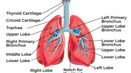 Lungs