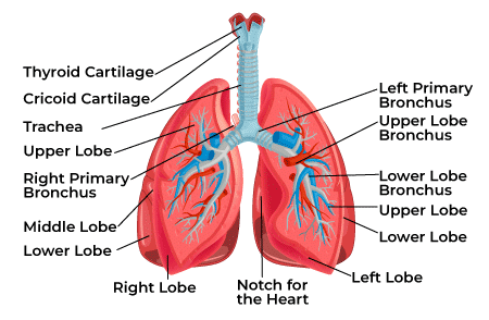 Lungs