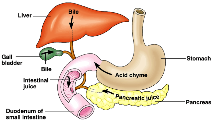 Crucial Facts about Bile