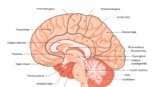 Central Nervous System