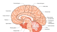 Central Nervous System