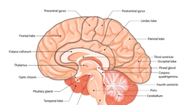 Central Nervous System