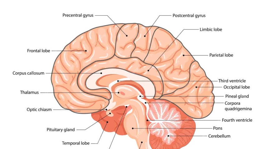 Central Nervous System