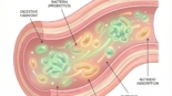 Gut Health and the Microbiome