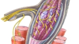 Muscle Relaxants