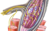 Muscle Relaxants