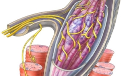 Muscle Relaxants