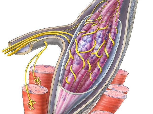 Muscle Relaxants