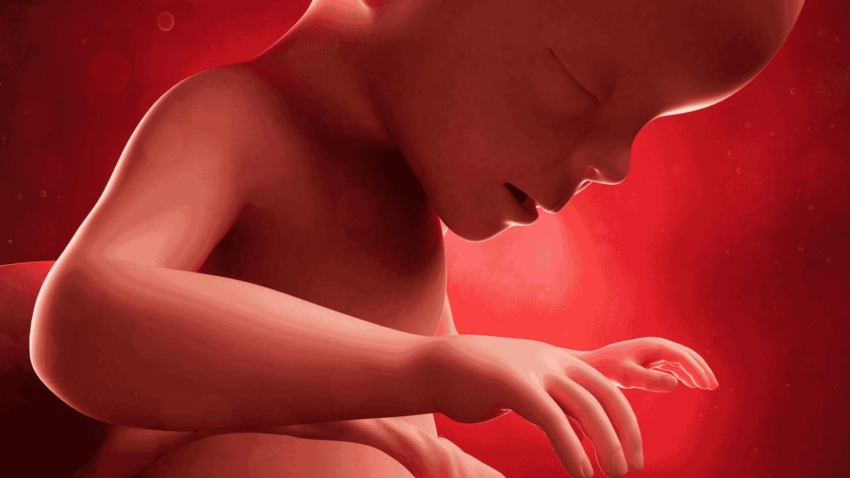 Pregnancy Week 26 Lung Development