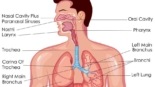 Respiratory Physiology & Diseases