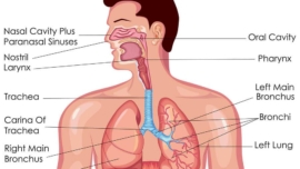 Respiratory Physiology & Diseases